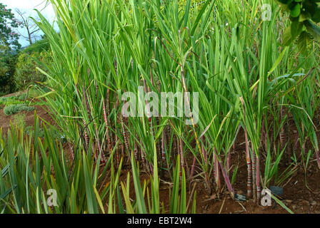 Zuckerrohr (Saccharum Officinarum), Pflanzen in einem Garten Stockfoto