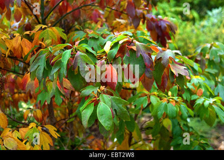 Sassafras (Sassafras Albidum), mit Herbstlaub Stockfoto