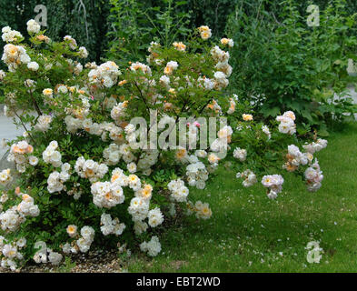 Zierpflanzen Rose (Rosa 'Ghislaine de FÚligonde', Rosa Ghislaine de FÚligonde), Sorte Ghislaine de FÚligonde Stockfoto