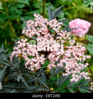 Europäischen schwarzen Holunder, Holunder, gemeinsame Holunder (Sambucus Nigra "Black Lace", Sambucus Nigra Black Lace), Roter Schlitzholunder Stockfoto