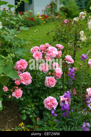 dekorative Rose (Rosa 'Bonica 82', Rosa Bonica 82), Sorte Bonica 82 Stockfoto