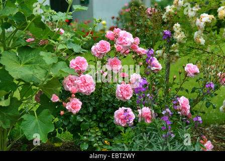 dekorative Rose (Rosa 'Bonica 82', Rosa Bonica 82), Sorte Bonica 82 Stockfoto