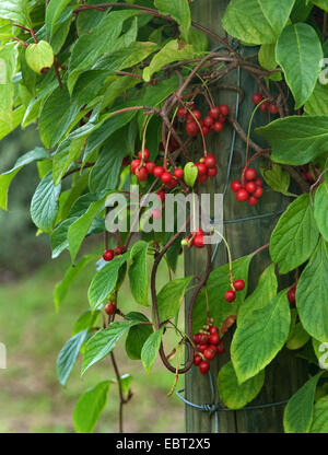 Schisandra, fünf Aroma Beeren (Schisandra Chinensis), Zweig mit Früchten Stockfoto