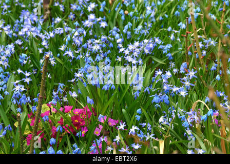 Sibirische Scilla, Sibirischer Blaustern (Scilla Siberica (Falsch: Scilla Sibirica)), in ein Blumenbeet mit Chionodoxa Luciliae Stockfoto