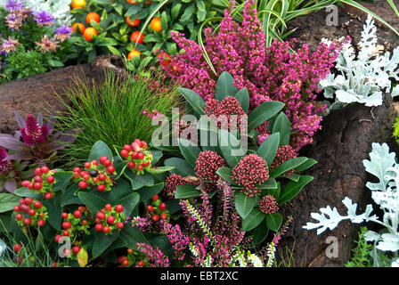 Japanische Skimmia (Skimmia Japonica 'Rubella', Skimmia Japonica Rubella), Röteln Sorte mit anderen Herbstpflanzen Stockfoto