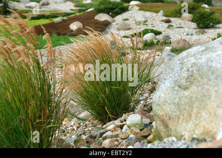 Speer Rasen, Nadel Grass, silberne Spitze Rasen (Stipa Calamgrostis, Agrostis Calamagrostis, Lasiagrostis Calamagrostis), blühen in einem Steingarten Stockfoto