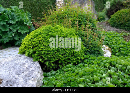 Japanische Eibe, pyramidalen Eibe (Taxus Cuspidata 'Nana', Taxus Cuspidata Nana), Vultivar Nana Stockfoto