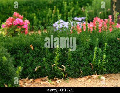 Japanische Eibe, pyramidalen Eibe (Taxus Cuspidata) als Hecke Stockfoto