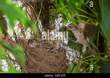 Grauschnäpper (Muscicapa Striata), nähert sich das Nest mit Futter in der Rechnung, Deutschland, Bayern, Isental Stockfoto