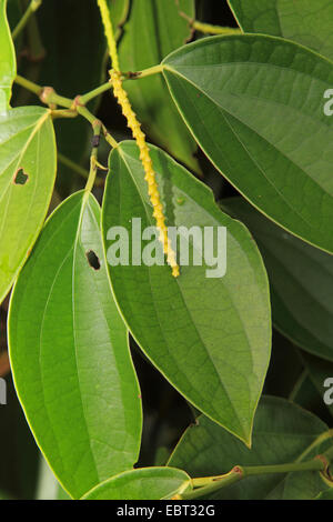 schwarzer Pfeffer (Piper Nigrum), blühen Pfeffer Stockfoto