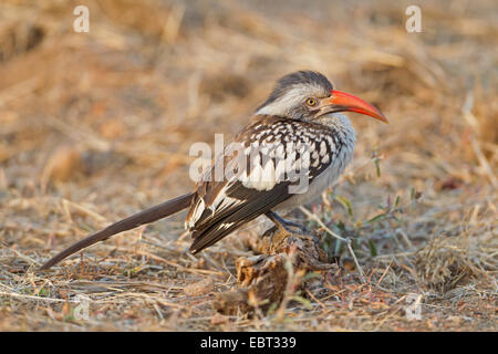 rot-billed Hornbill (Tockus Erythrorhynchus), sitzen auf dem Boden, Südafrika, Krüger Nationalpark, Letaba Camp Stockfoto