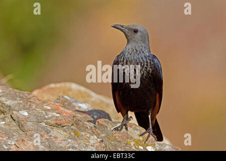 Afrikanische Red-winged Starling (Onychognathus Morio), weibliche sitzt auf einem Felsen, South Africa, Kwazulu-Natal, Giants Castle Stockfoto