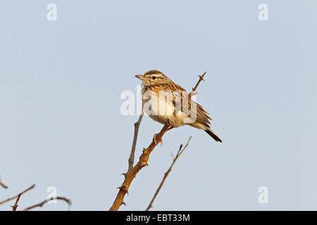 Sabota Lerche (Mirafra Sabota), sitzt auf einem Ast, Südafrika, Krüger Nationalpark, Satara Camp Stockfoto