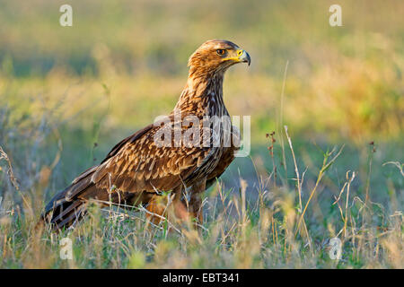 Tawny Adler (Aquila Rapax), sitzen auf dem Boden, Südafrika, Hluhluwe-Umfolozi Nationalpark, Mpila Camp Stockfoto