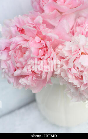 Schöne rosa Pfingstrosen auf weißem Hintergrund, Stillleben Stockfoto