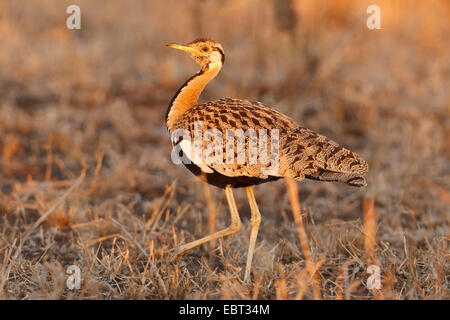 Schwarzbäuchigen Trappe (Eupodotis Melanogaster), Wandern, Südafrika, Krüger Nationalpark Stockfoto