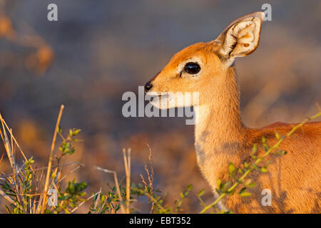 Steinböckchen (Raphicerus Campestris), pup am Abend Licht, Südafrika, Krüger Nationalpark Stockfoto