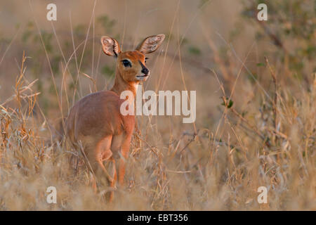 Steinböckchen (Raphicerus Campestris), pup in einer trockenen Wiese, Südafrika, Krüger Nationalpark Stockfoto