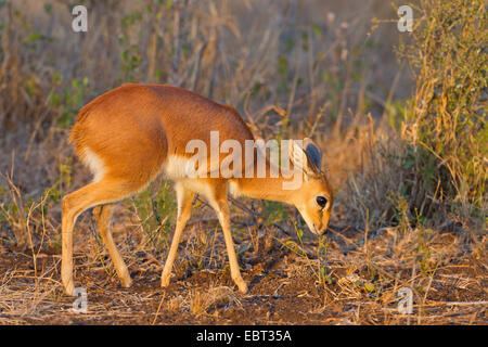 Steinböckchen (Raphicerus Campestris), pup im Abendlicht Weiden, Südafrika, Krüger Nationalpark Stockfoto