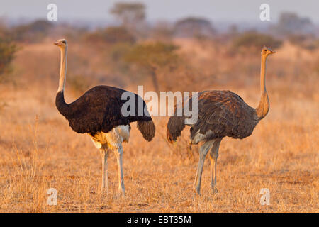 Strauß (Struthio Camelus), paar am Abend Licht, Südafrika, Krüger Nationalpark, Satara Camp Stockfoto