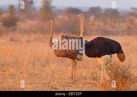 Strauß (Struthio Camelus), paar am Abend Licht, Südafrika, Krüger Nationalpark, Satara Camp Stockfoto