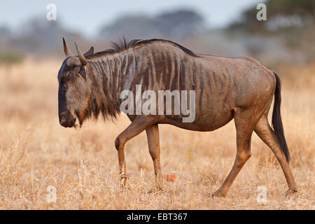 Gnus, gestromt Gnu, weißen bärtigen Gnus (Connochaetes Taurinus), zu Fuß durch Savanne, Südafrika, Krüger Nationalpark, Satara Camp Stockfoto