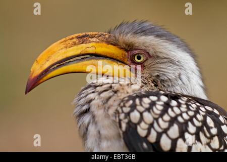 südlichen gelb-billed Hornbill (Tockus Leucomelas), Porträt, Südafrika, Krüger Nationalpark, Letaba Camp Stockfoto