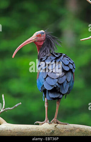 Einsiedler Ibis, Nothern Waldrappen (Geronticus Eremita), stehend auf einem Baumstamm Stockfoto