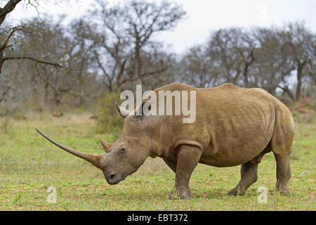 Breitmaulnashorn, Quadrat-lippige Nashorn Rhinoceros (Ceratotherium Simum), mit bemerkenswerten Rasen große Savanne, Südafrika-Hluhluwe-Umfolozi-Nationalpark Stockfoto