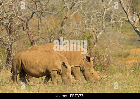 Breitmaulnashorn, Quadrat-lippige Rhinoceros grass Rhinoceros (Ceratotherium Simum), Weiden, Südafrika, Hluhluwe-Umfolozi Nationalpark Stockfoto