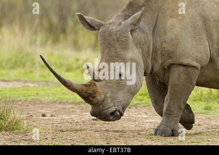 Breitmaulnashorn, Quadrat-lippige Nashorn Rhinoceros (Ceratotherium Simum), mit bemerkenswerten Rasen große Savanne, Südafrika-Hluhluwe-Umfolozi-Nationalpark Stockfoto