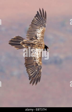 Bartgeier, Bartgeier (sollten Barbatus Meridionalis), Segelflug, South Africa, Kwazulu-Natal Stockfoto