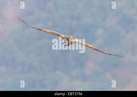 Bartgeier, Bartgeier (sollten Barbatus Meridionalis), Segelflug, South Africa, Kwazulu-Natal Stockfoto