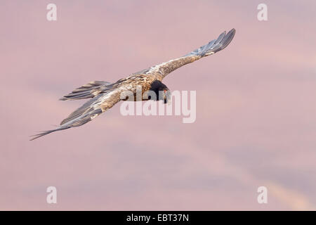 Bartgeier, Bartgeier (sollten Barbatus Meridionalis), Segelflug, South Africa, Kwazulu-Natal Stockfoto