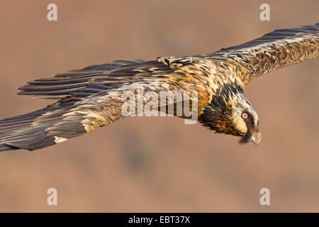 Bartgeier, Bartgeier (sollten Barbatus Meridionalis), Segelflug, South Africa, Kwazulu-Natal Stockfoto