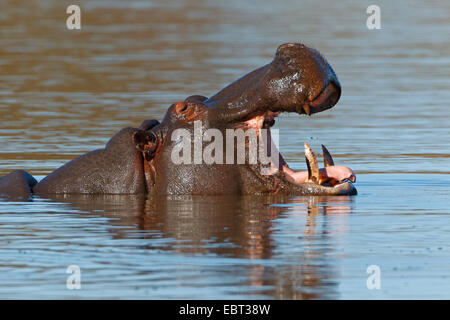 Nilpferd, Nilpferd, gemeinsame Flusspferd (Hippopotamus Amphibius), aus dem Wasser mit Blick öffnen Mund, Südafrika, Krüger Nationalpark Stockfoto