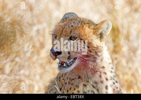 Gepard (Acinonyx Jubatus), mit Blut bedeckt ruhen mit dem Gesicht nach der Fütterung, Südafrika, Krüger Nationalpark Stockfoto