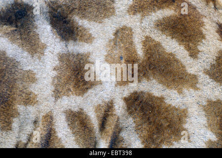 Kap-Giraffe (Giraffa Giraffe Giraffa), Detail-Aufnahme des Fells mit dem typischen Muster, Südafrika, Hluhluwe-Umfolozi Nationalpark Stockfoto