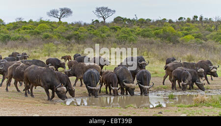 Afrikanischer Büffel (Syncerus Caffer), Herde an einer Wasserstelle in der Savanne, Südafrika, Hluhluwe-Umfolozi-Nationalpark Stockfoto