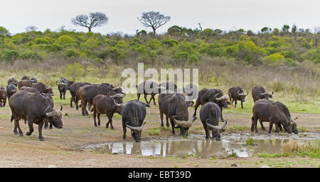 Afrikanischer Büffel (Syncerus Caffer), Herde an einer Wasserstelle in der Savanne, Südafrika, Hluhluwe-Umfolozi-Nationalpark Stockfoto