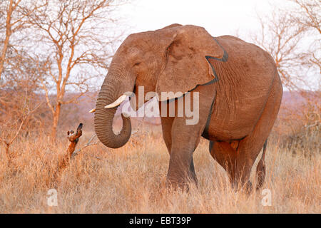 Afrikanischer Elefant (Loxodonta Africana), stehend in Savanne, Südafrika, Krüger Nationalpark Stockfoto