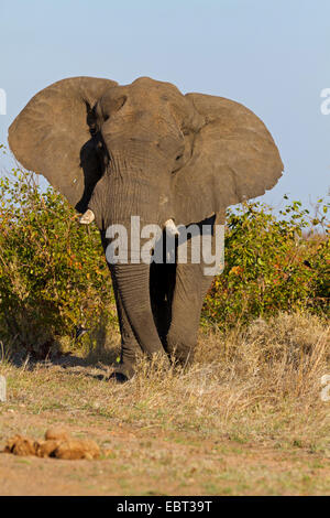 Afrikanischer Elefant (Loxodonta Africana), stehend in Savanne, Südafrika, Krüger Nationalpark Stockfoto