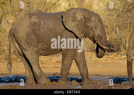 Afrikanischer Elefant (Loxodonta Africana), juvenile Elefant nach Schlammbad, Südafrika, Krüger Nationalpark Stockfoto