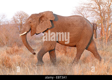 Afrikanischer Elefant (Loxodonta Africana), zu Fuß durch Savanne, Südafrika, Krüger Nationalpark Stockfoto