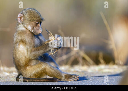 Chacma Pavian, Anubius Pavian, Oliven Pavian (Papio Ursinus, Papio Cynocephalus Ursinus), junge Pavian mit ein Werk, Südafrika, Krüger Nationalpark, untere Sabie Camp spielen Stockfoto