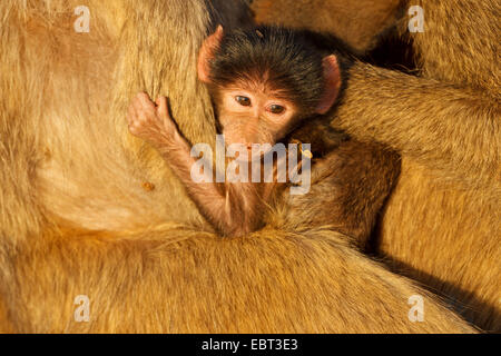 Chacma Pavian, Anubius Pavian, Oliven Pavian (Papio Ursinus, Papio Cynocephalus Ursinus), Pub Spannen der Mutter, Südafrika, Krueger National Park, untere Sabie Camp Stockfoto