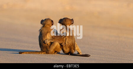 Chacma Pavian, Anubius Pavian, Oliven Pavian (Papio Ursinus, Papio Cynocephalus Ursinus), zwei Bars, umarmen, Ansicht von hinten, Krüger Nationalpark, Südafrika, niedriger Sabie Camp Stockfoto