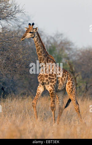Cape Giraffe (Giraffa Giraffe Giraffa), Savanne, Südafrika-Hluhluwe-Umfolozi-Nationalpark Stockfoto