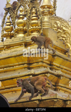 Rhesus-Affen, Rhesus Macacque (Macaca Mulatta), Affen im Swayambhunath, Monkey Temple, Stupa, Nepal, Kathmandu Stockfoto