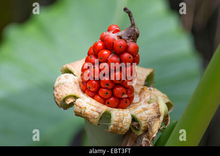 Nacht-Duft Lilie, Riesen aufrecht Elefanten Ohr, Elefanten-Ohr (Alocasia Odora), Fruchtstand Stockfoto